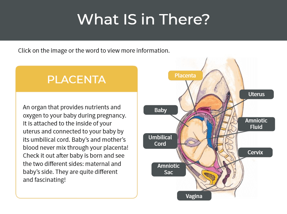 Hypnobabies experiential online design