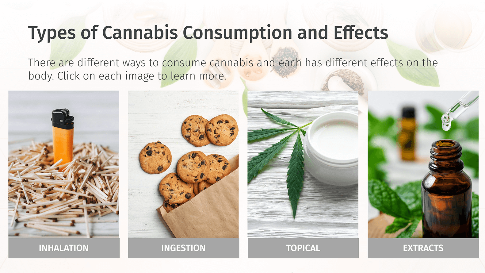 LGCA Cannabis scenario interaction